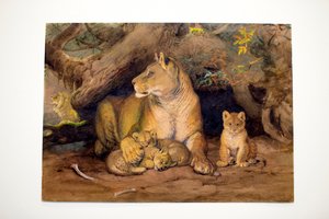 Lionne et ses petits, 1855